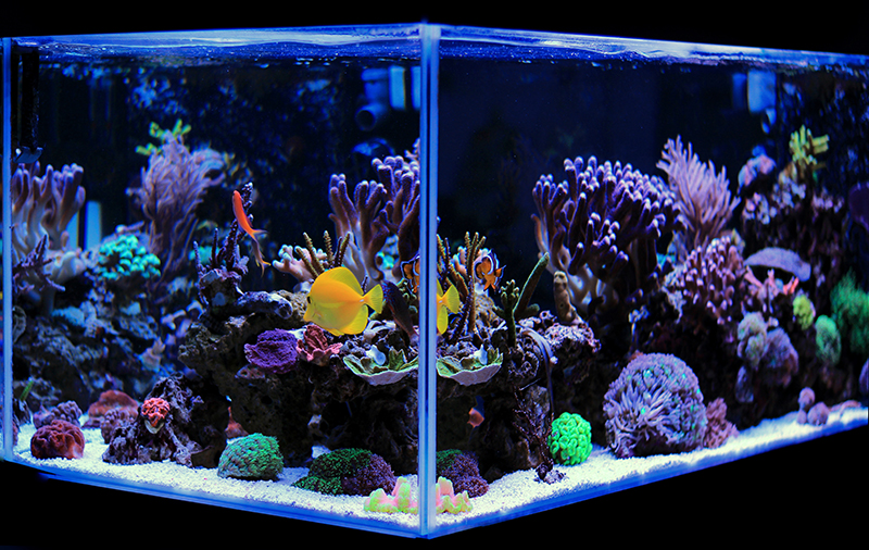 Aquarium Maintenance Certification