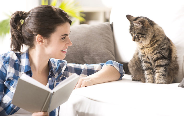 Cat Training Program | Animal Behaviour College