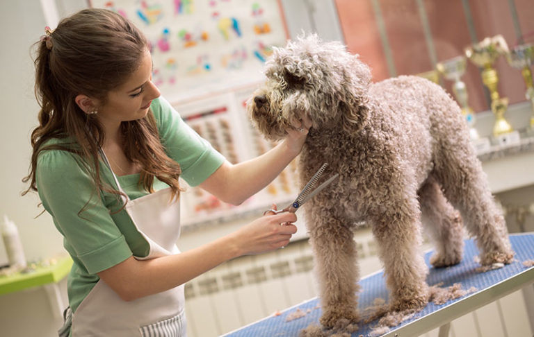 Dog Grooming Certification Animal Behaviour College Dog Grooming Certification Animal Behaviour College