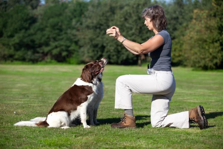 Dog Training Certification Animal Behaviour College