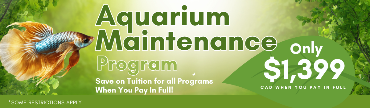 Sale Banner