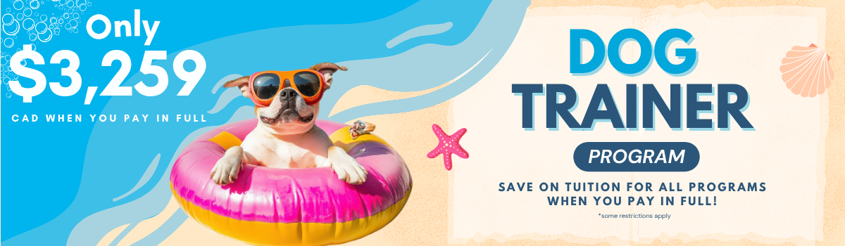 Sale Banner