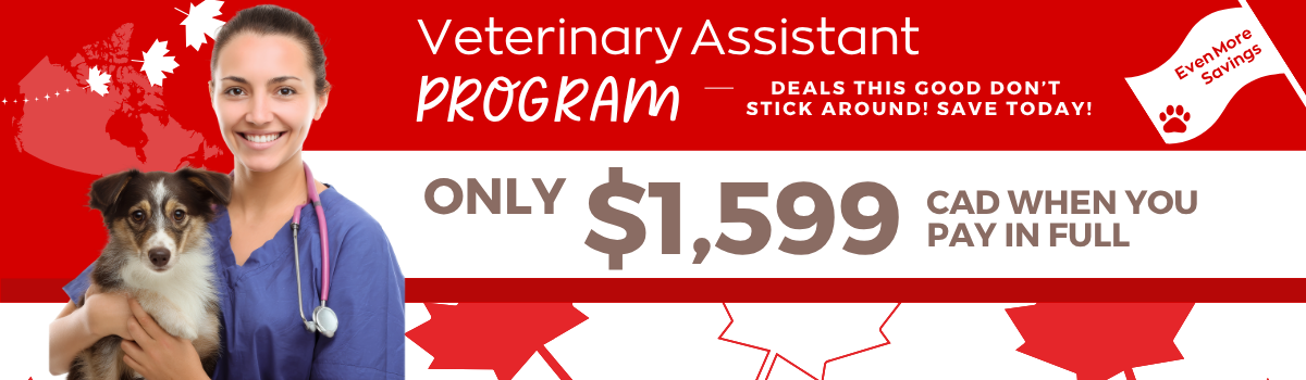 Sale Banner
